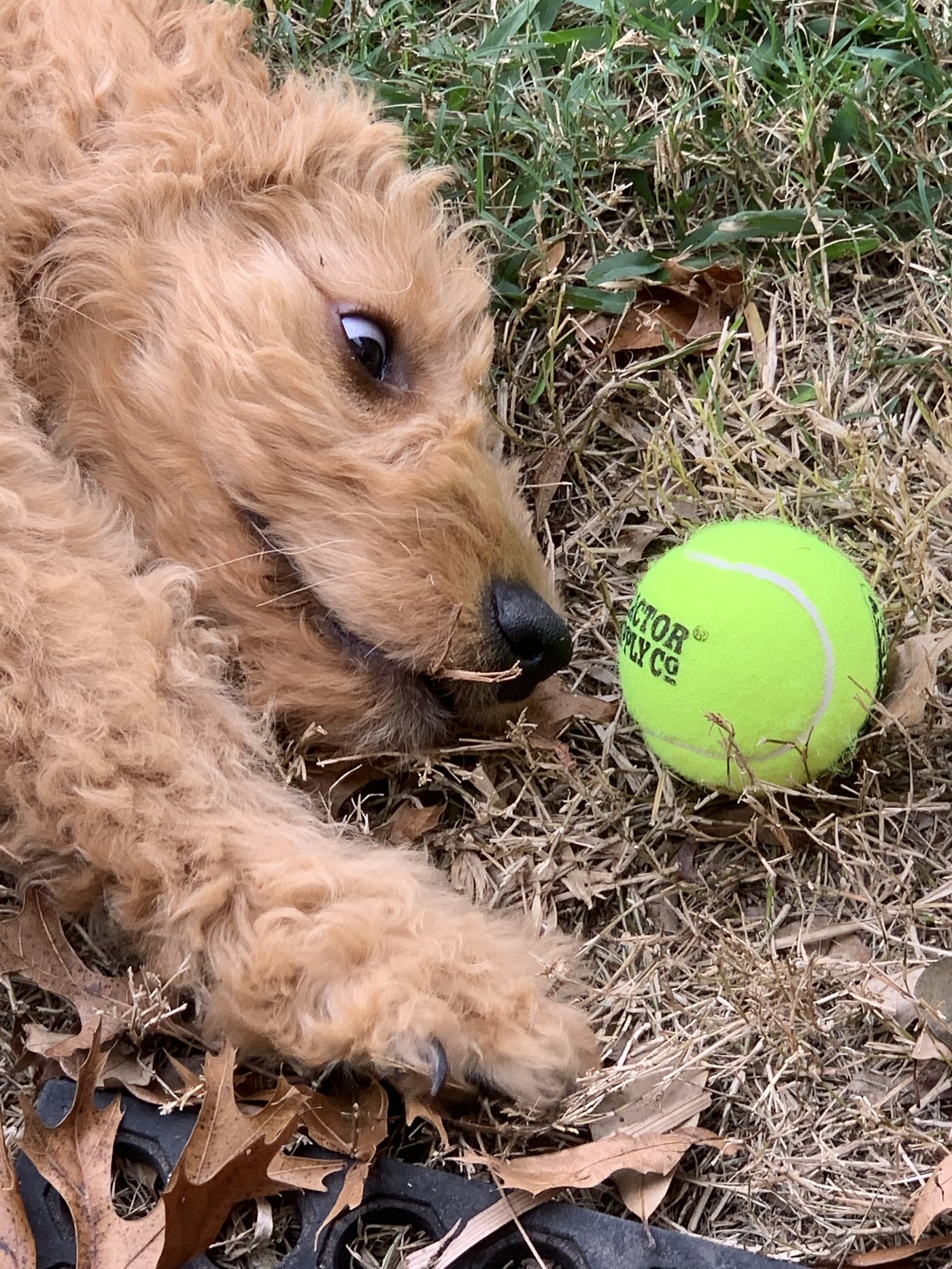 Baby Autumn as an apricot Goldendoodle puppy lying in the grass beside a bright green tennis ball nearly as big as her head