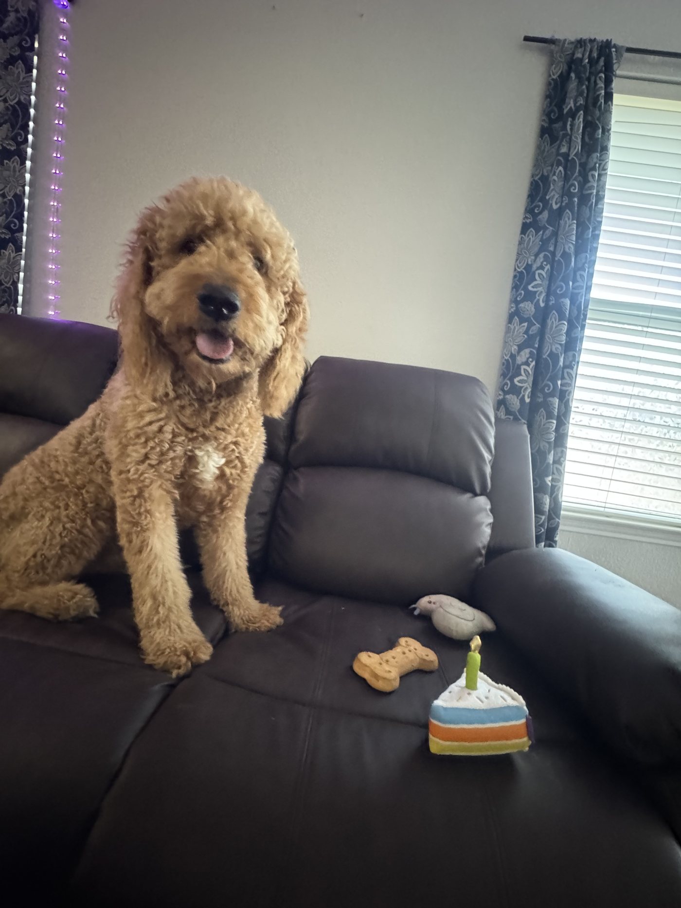 Autumn sitting on the couch beside a plush birthday cake with a candle and a dog biscuit, string lights glowing behind her