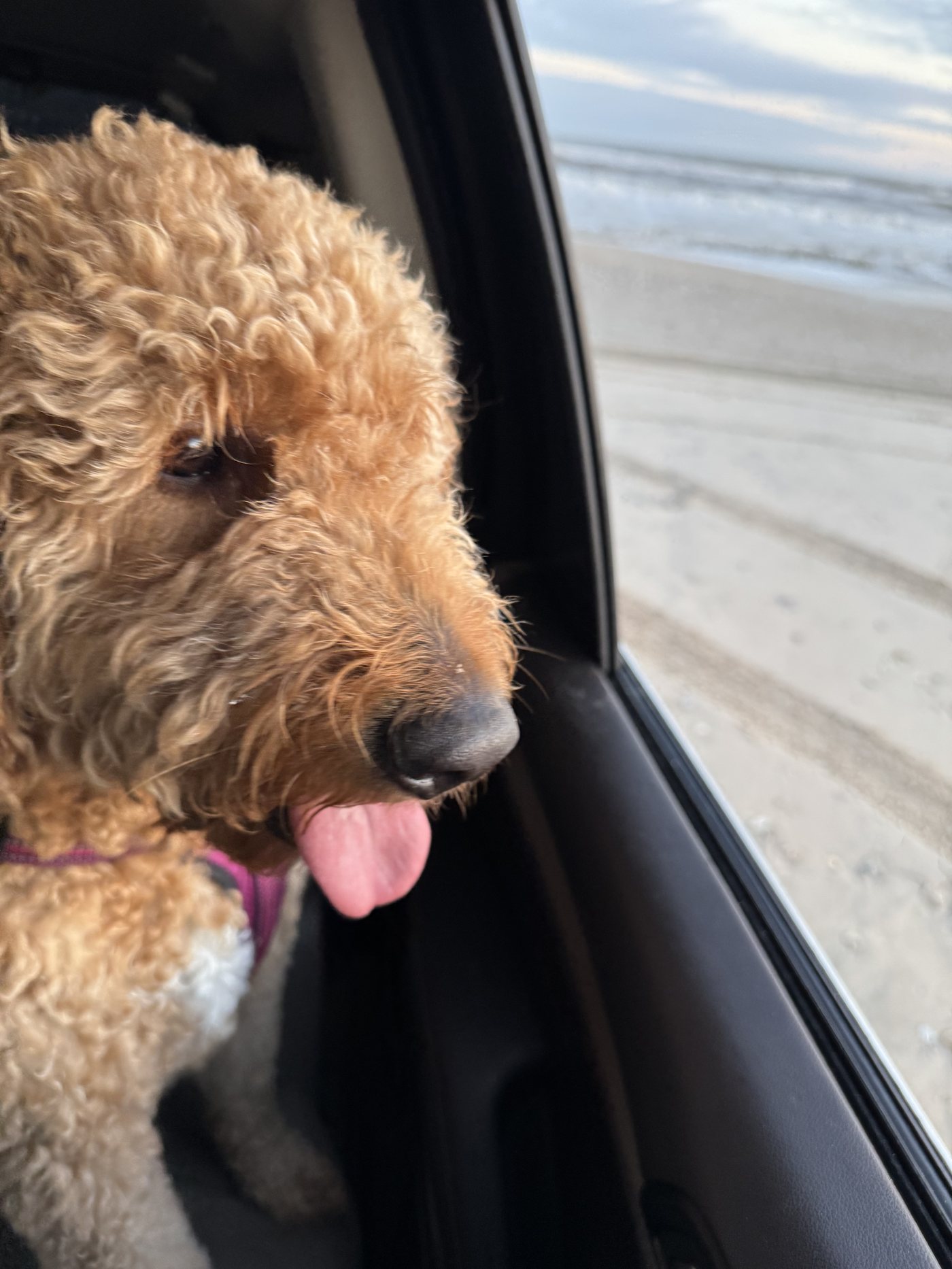 Autumn's face at the car window, tongue out, gazing out at the beach and waves in the golden evening light