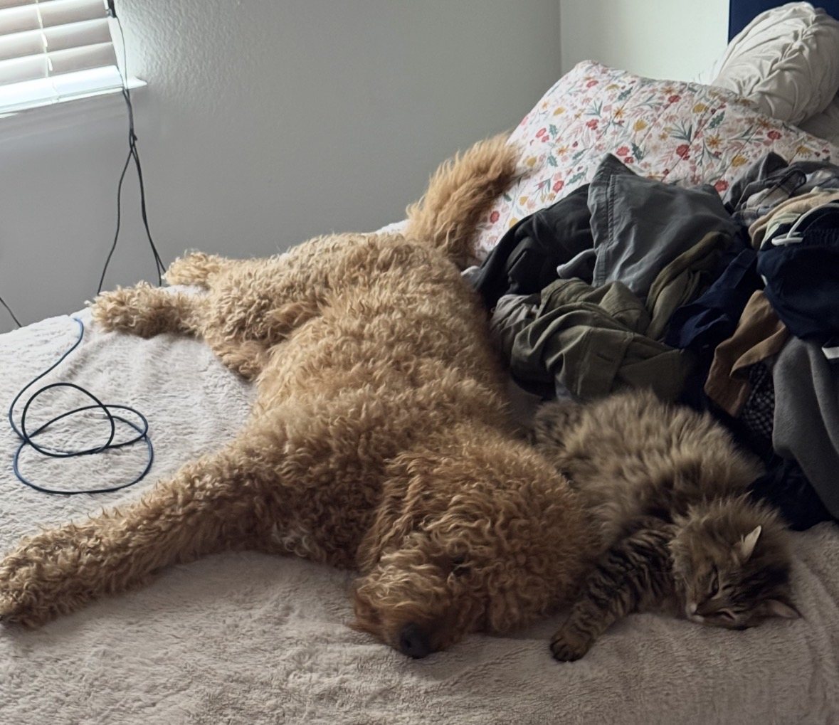 Autumn stretched out asleep on a bed beside a fluffy tabby cat