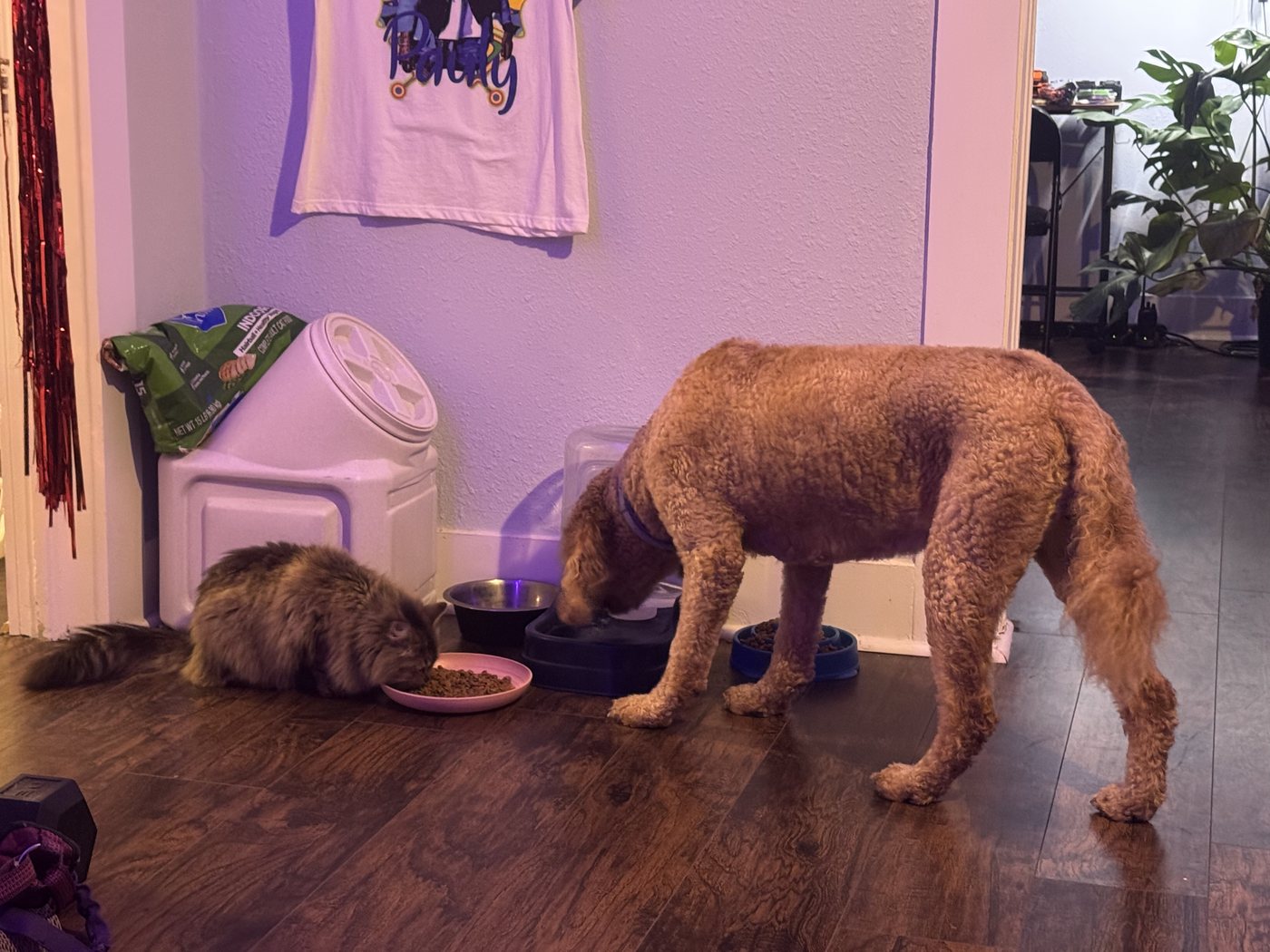 Autumn eating from her bowl at home, side by side with the family cat sharing dinner right beside her