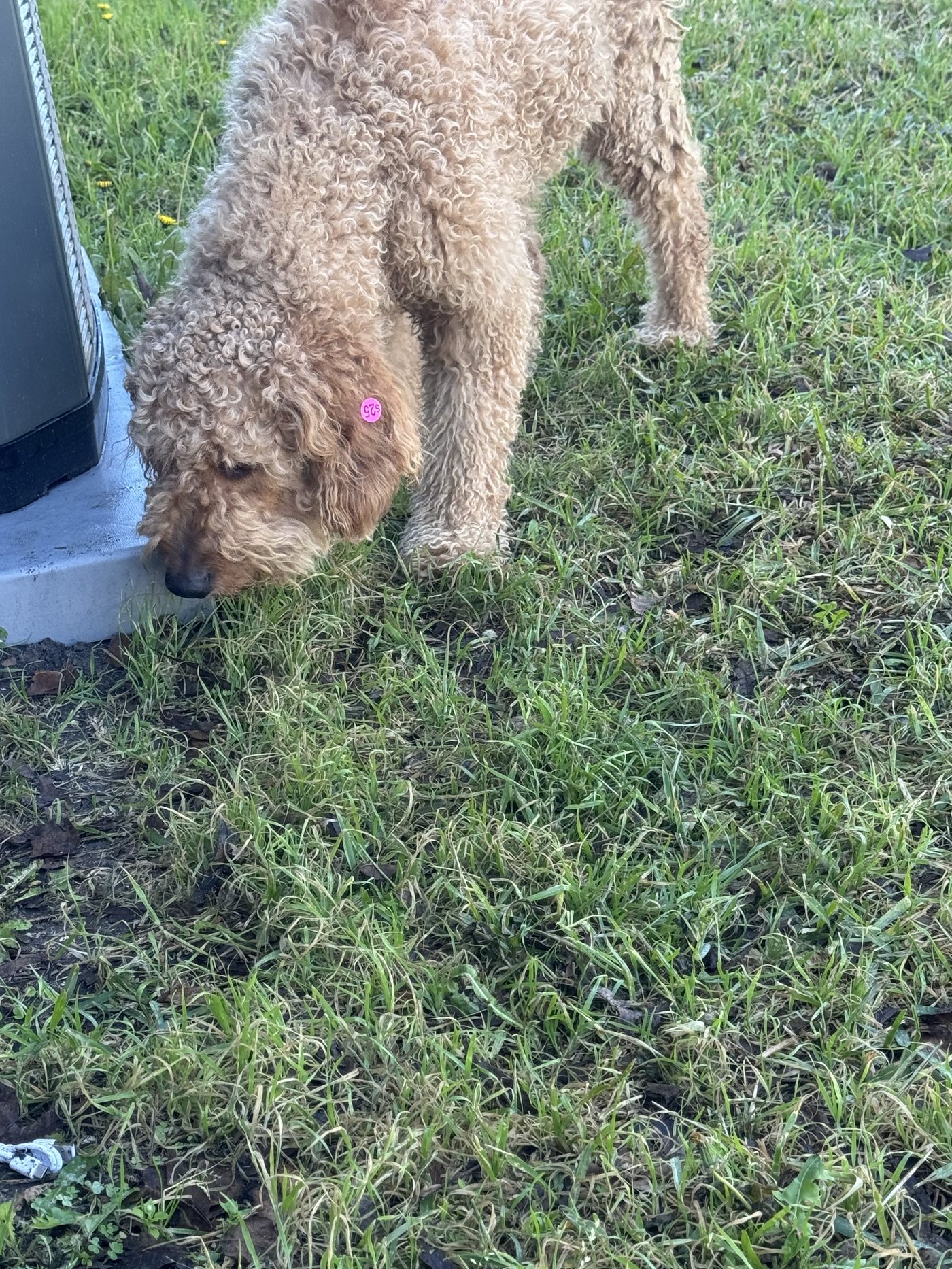 Autumn outside in the yard with her nose down in the green grass, exploring on a bright day