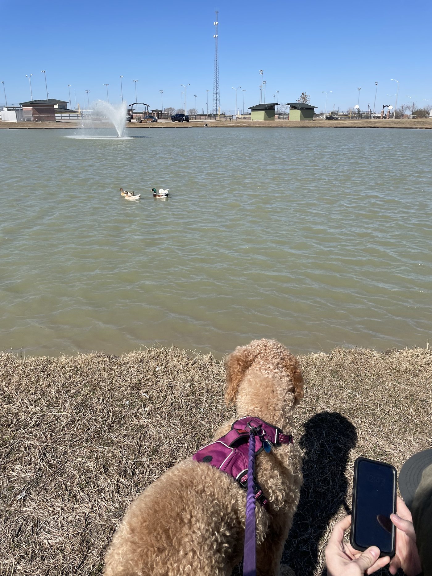 Autumn in a plum harness at the edge of a lake, watching ducks glide across the water past a fountain