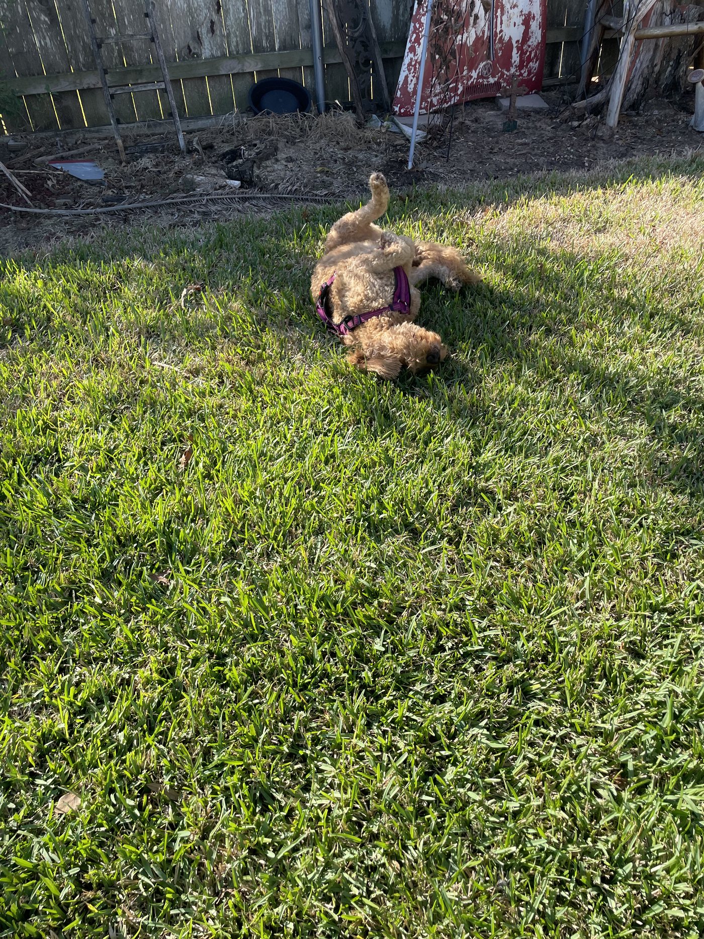 Autumn rolling happily on her back in the sunny green grass of the backyard, all four paws in the air