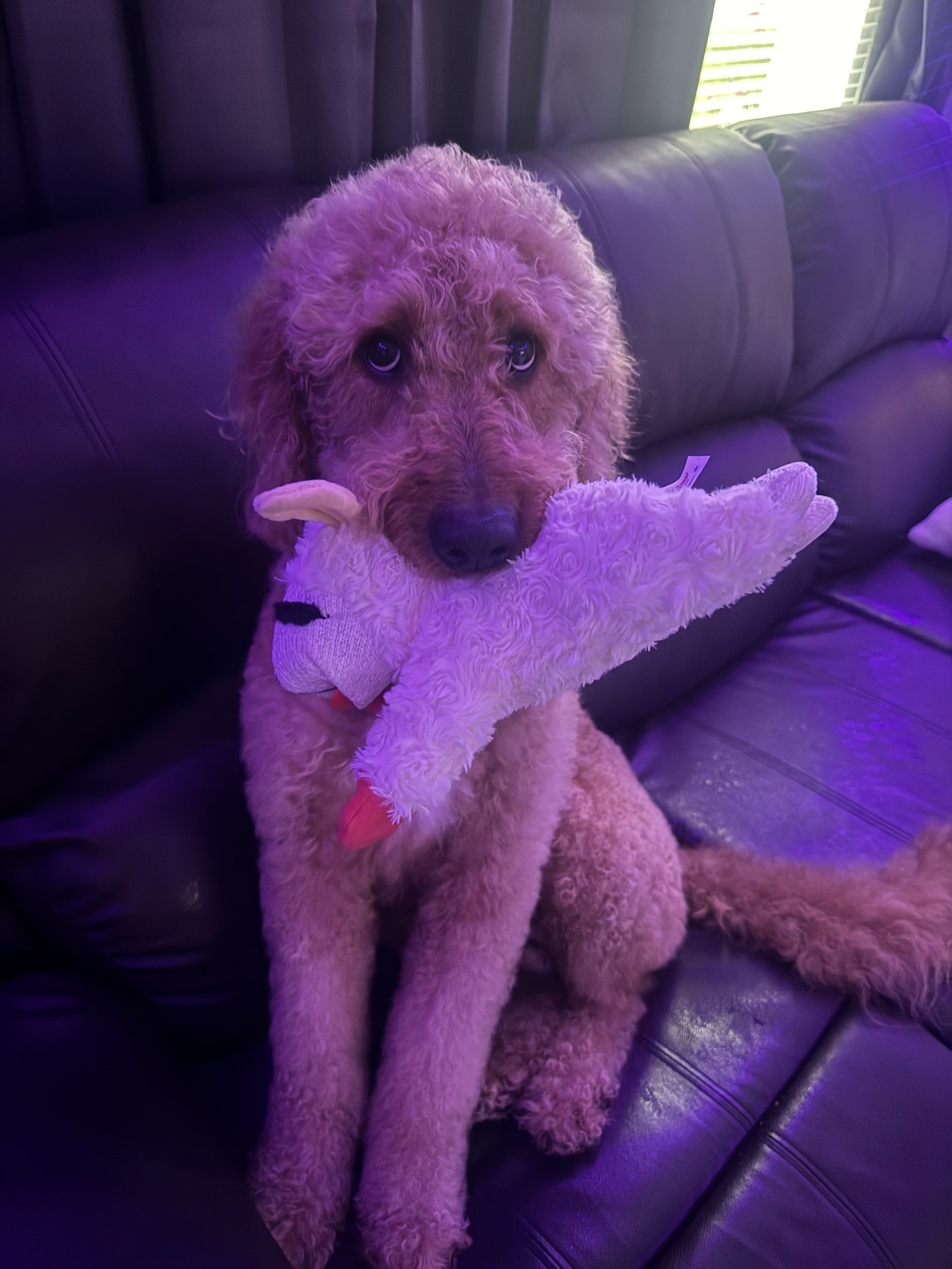 Autumn sitting proudly on the couch holding her favorite plush toy in her mouth, looking up